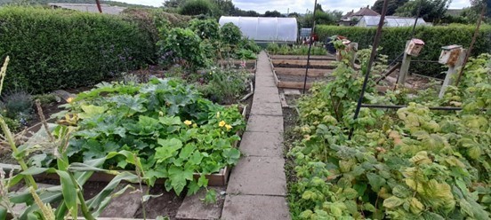 Photo of the allotment maintained by CFO Activity Hubs
